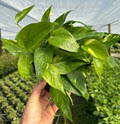 6" Epipremnum Pinnatum Aurea